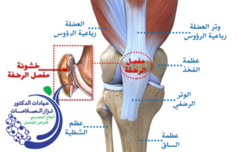 مفصل الركية